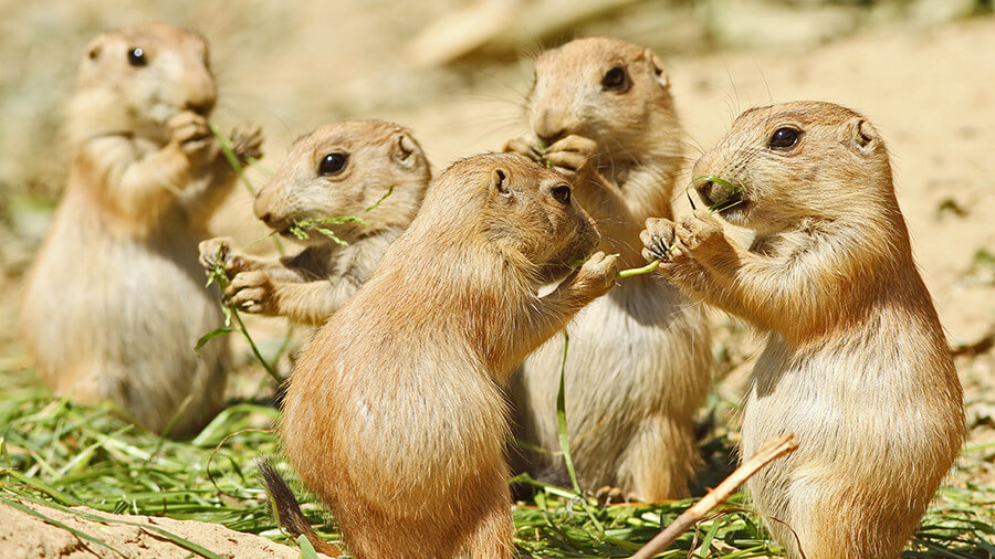 chipmunks-eating-lunch